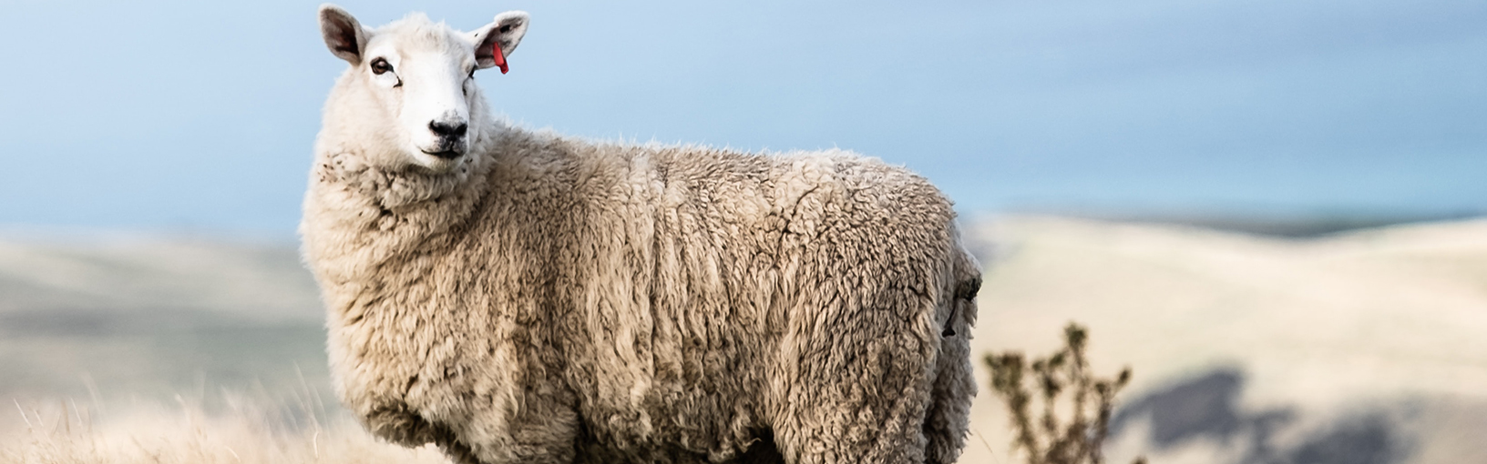 HAUTE QUALITÉ ET MOTIF TRICOT CRÉATIF Paquets de modèles