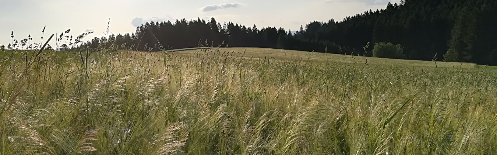 Fils de haute qualité pour tricoter, crocheter et feutrer Fils Lana Grossa